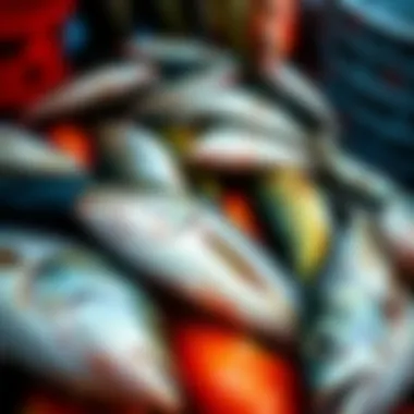 Close-up of a variety of fish caught during a deep sea fishing trip