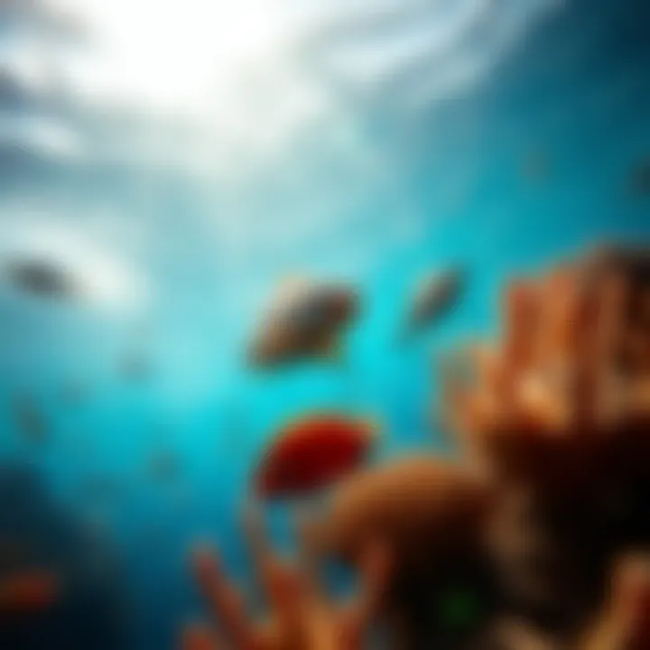 Vibrant underwater scene showcasing diverse marine life in Lima's waters