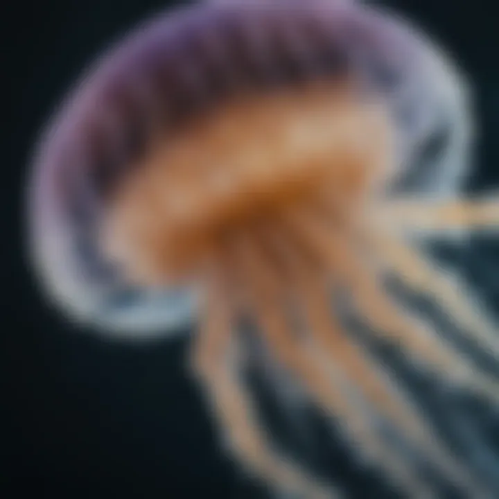 A close-up view of a jellyfish showcasing its intricate patterns