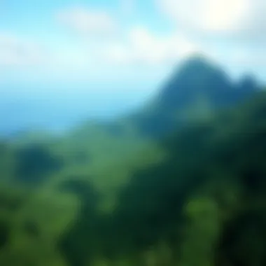 An aerial view of a lush rainforest in St. Lucia, showcasing the diverse flora and fauna.