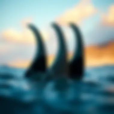 Notable Exploring Future Fins: A Comprehensive Guide to the Five Fin Set Notable Exploring Future Fins: A Comprehensive Guide to the Five Fin Set