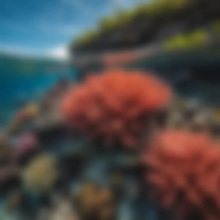 Colorful coral reef teeming with marine life in Honolua Bay