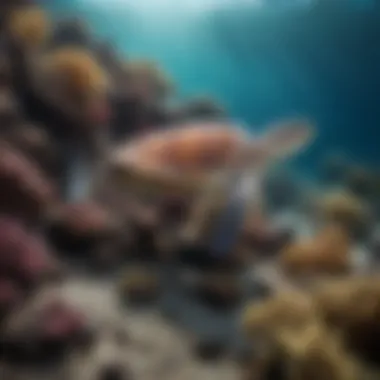 Diverse marine life captured underwater, highlighting the beauty of Reef High Vista's ecosystem