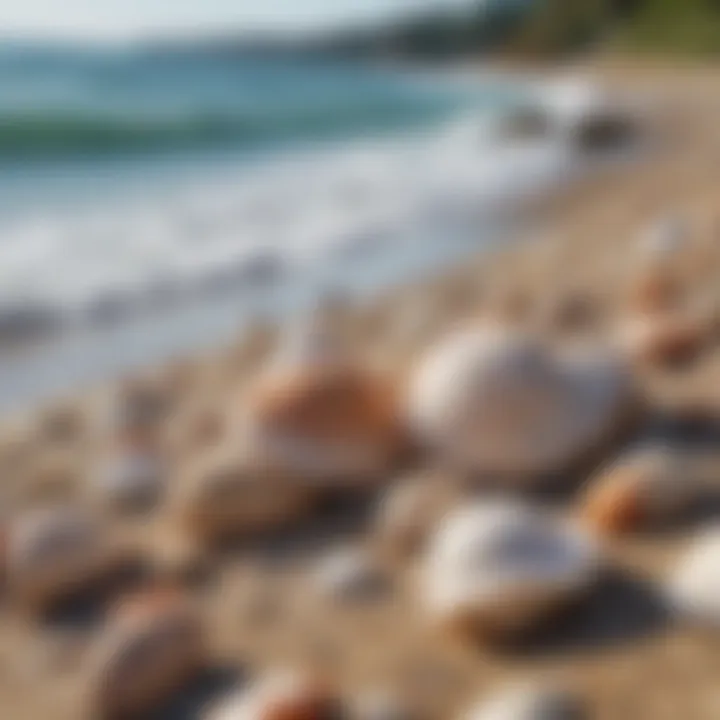 Close-up of seashells on the shore with ocean backdrop