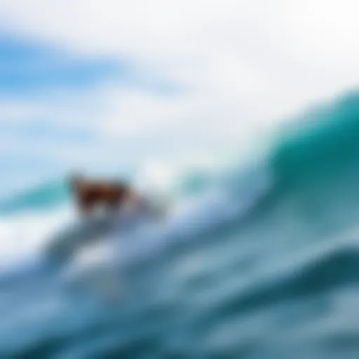Exploring Surfing in Ventura: A Comprehensive Guide Introduction