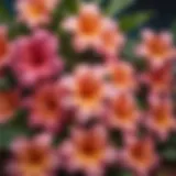 A close-up of vibrant Hawaiian flowers used in flower leis