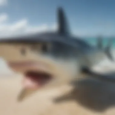 Unlocking Knowledge: Essential Resources for Shark Enthusiasts Educational resources showcasing shark conservation