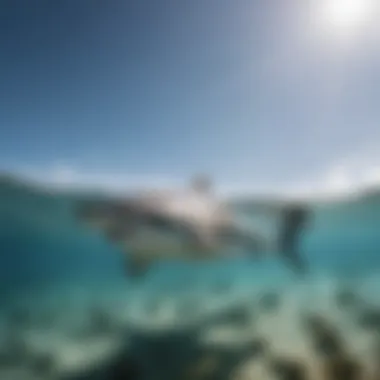 Majestic shark swimming in clear ocean waters