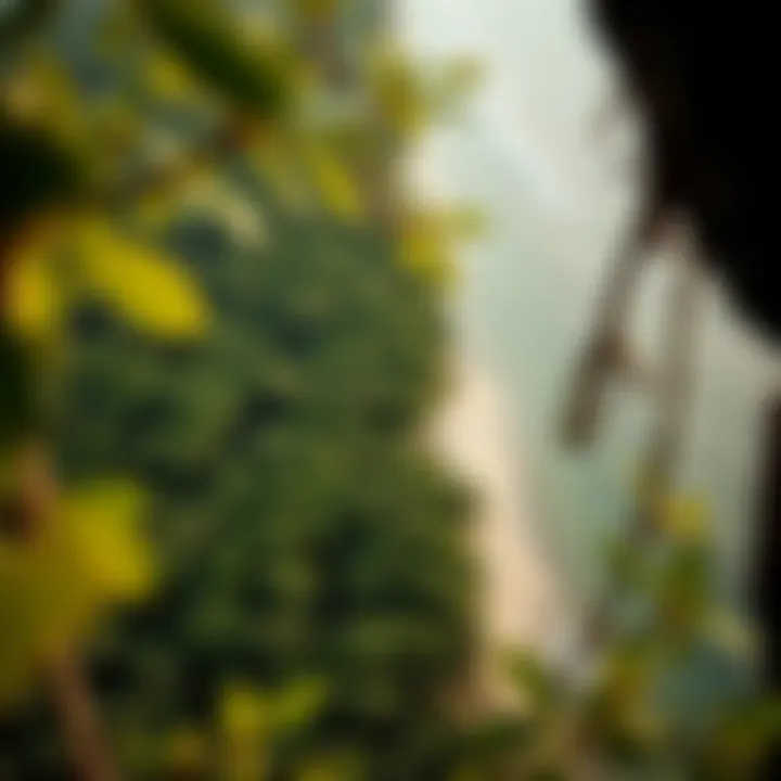 Mangroves: Vital Coastal Ecosystems An aerial view of a mangrove forest along the coastline.