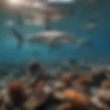 Interconnectedness: Sharks and the Marine Ecosystem Diverse marine life coexisting with sharks