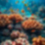 The Colorful Ecosystem of Coral Reefs A vibrant coral reef teeming with diverse marine life.