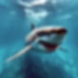 The Great White Shark: Apex Predator of the Ocean A majestic great white shark gliding through crystal clear waters