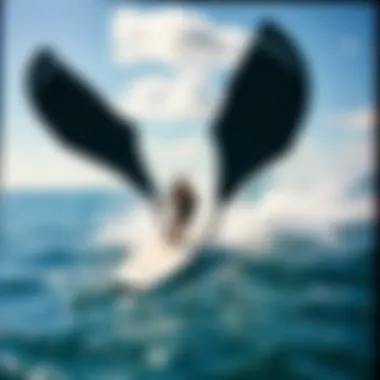 Exploring the Ocean Rodeo Wing: A Comprehensive Guide Summary Exploring the Ocean Rodeo Wing: A Comprehensive Guide Summary