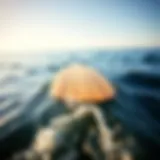 A sleek long board gliding over water