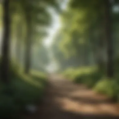 A Path to Reflection A quiet path lined with trees, inviting contemplation