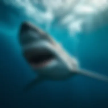 Illustration of great white shark's sensory capabilities