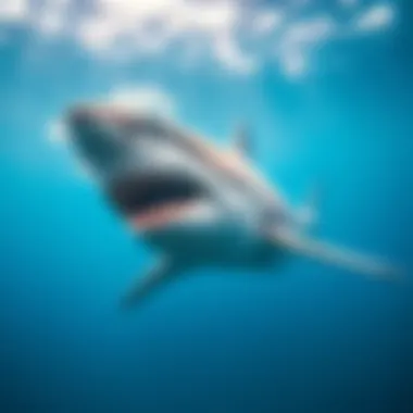 A majestic great white shark gliding through clear blue waters