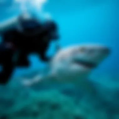 Bull shark interacting with a diver