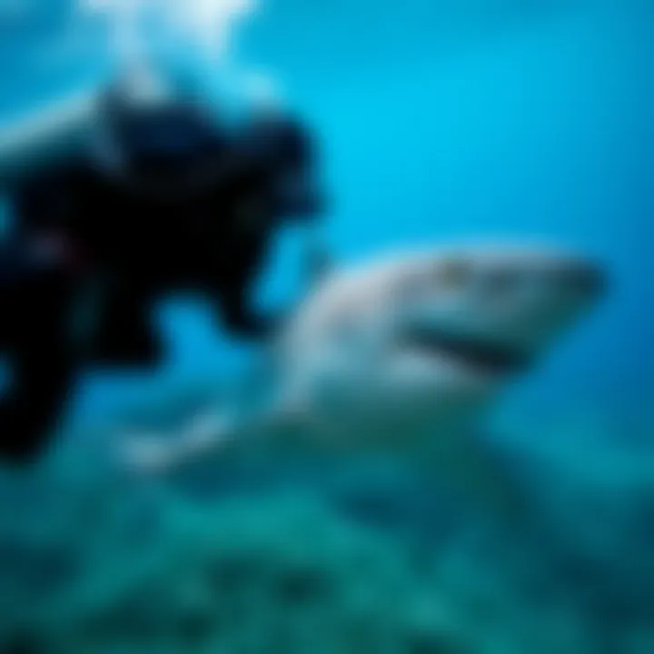 Bull shark interacting with a diver