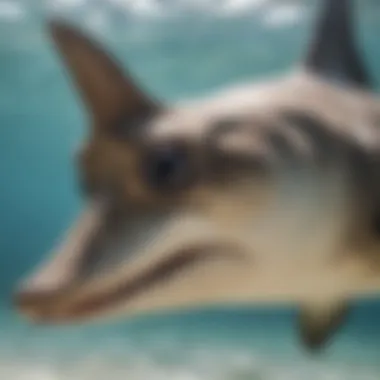 Hammerhead Shark's Unique Head Structure A detailed close-up of a hammerhead shark showcasing its unique head shape