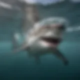 A majestic great white shark gliding through clear ocean waters