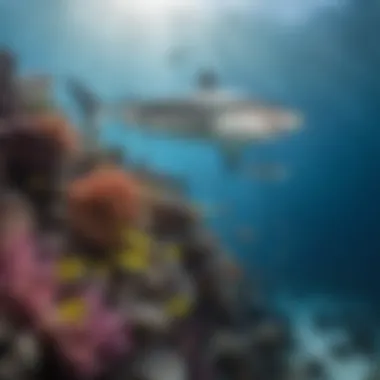 Reef Shark Interacting with Marine Life A school of colorful fish swimming alongside a reef shark