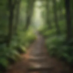 Lush green forest trail promoting relaxation