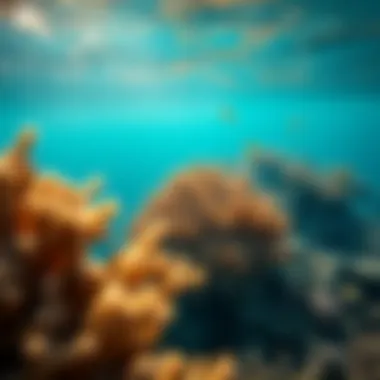 Coral reefs in the Indian Ocean reflecting rich biodiversity