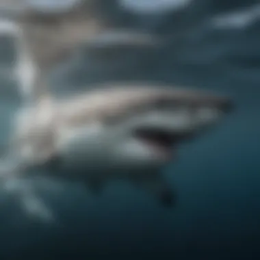 The Majesty of the Great White Shark Great white shark swimming majestically in the ocean