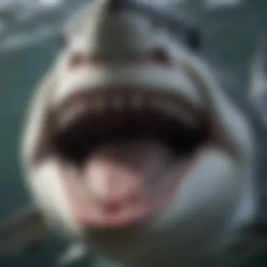The Powerful Dentition of the Great White Close-up of a great white shark's sharp teeth