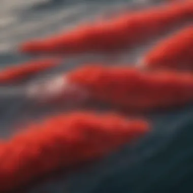 Vibrant red tide blooms on the surface of the ocean